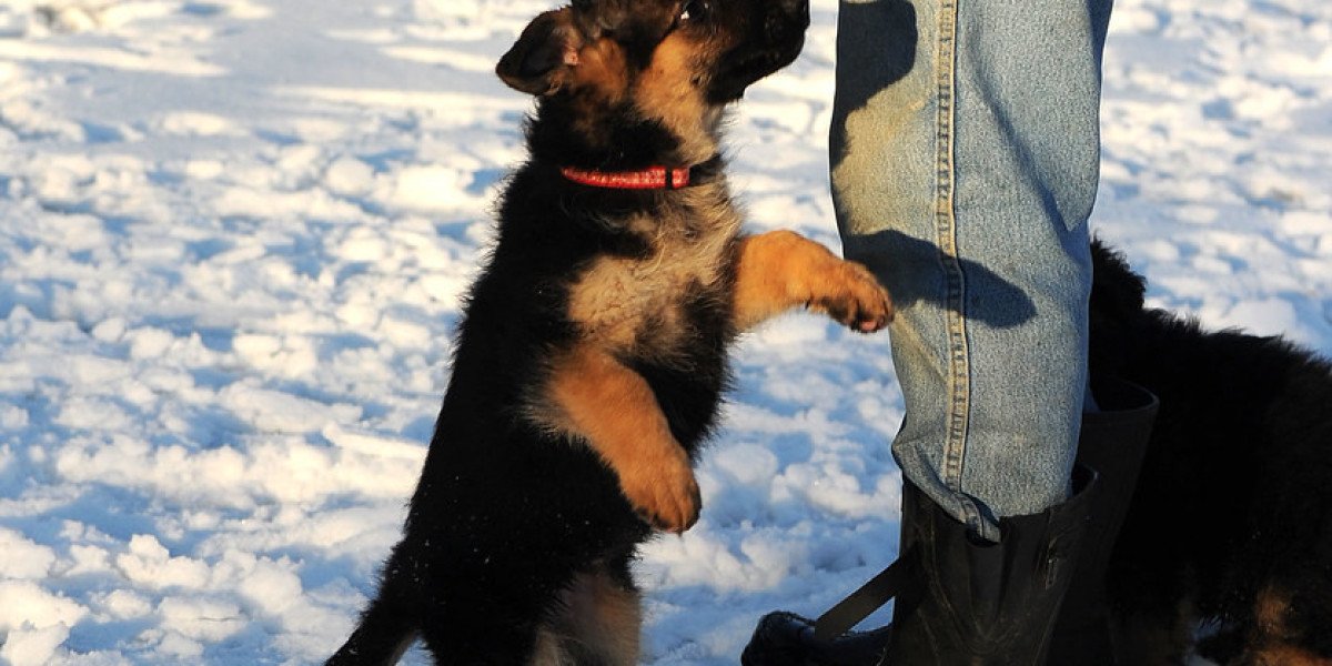 Altdeutscher Schäferhund Kaufen: Ein Leitfaden für Interessierte Hunde-Halter